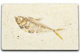 Detailed Fossil Fish (Diplomystus) - Wyoming #357600-1